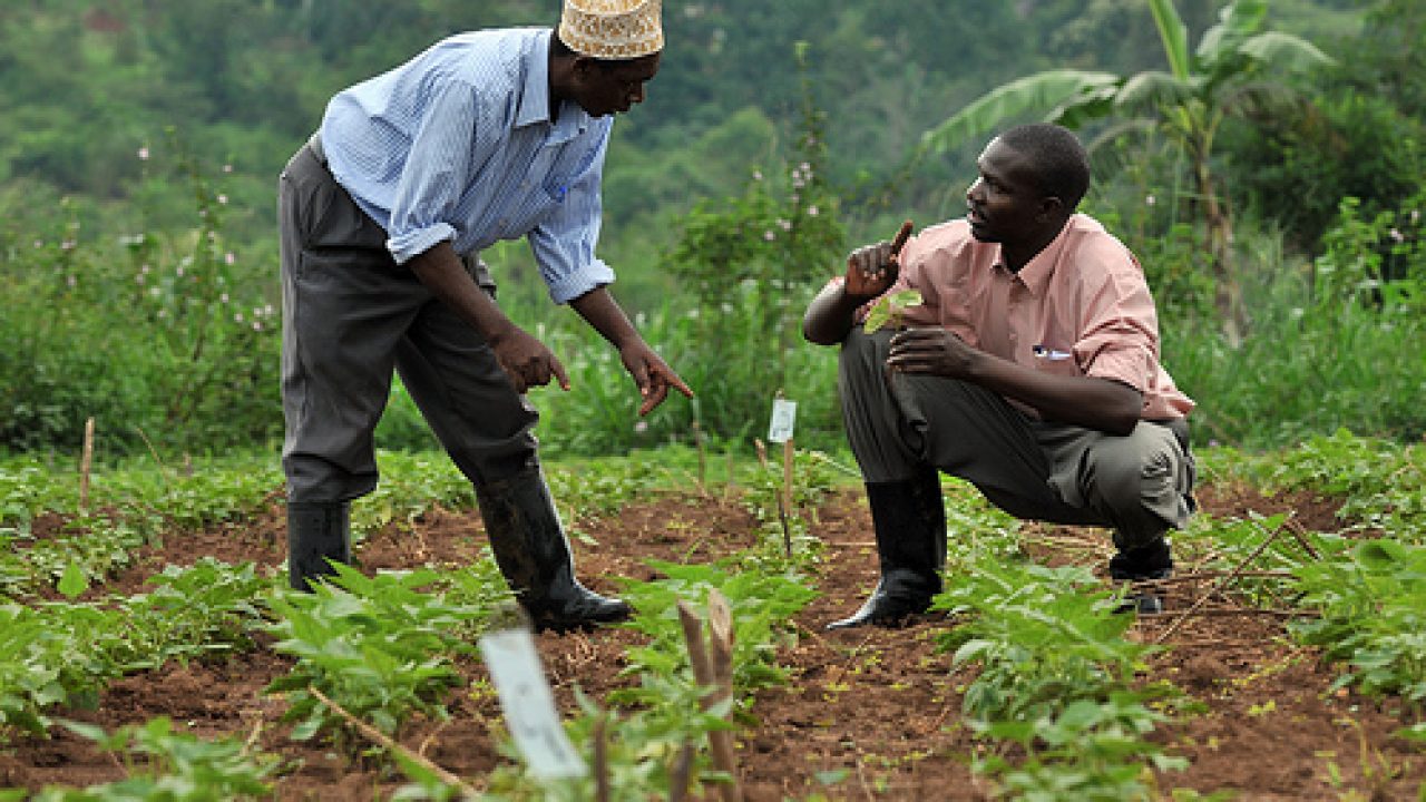 How farmers in Nigeria's South West geopolitical zone are losing ...