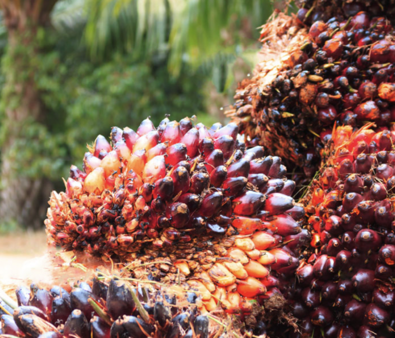 Resuscitating Oil Palm: Pathway to Nigeria’s economic development ...