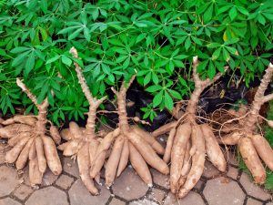 Nigeria approves first modernised breeding cassava varieties