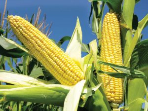 CBN’s 300,000MT: A drop in ocean of Nigeria’s maize crisis