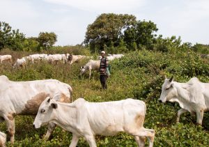 Open grazing in Nigeria: A mangled system in need of reformation