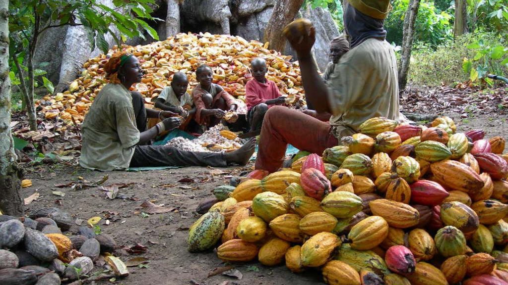 Cross River drives cocoa production with 100,000 nurseries support for