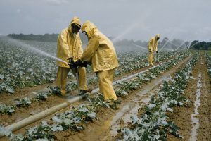 Poverty, ignorance impeding growth of Nigeria's horticulture sector