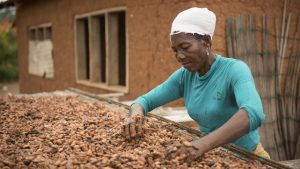 Fairtrade budgets €450,000 funding on cocoa standard update to support cocoa producers