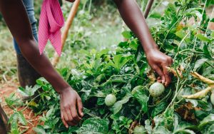 Exploiting Nigeria’s vegetable for improved exportation