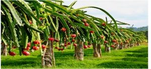 Harnessing the potential of dragon fruit farming for economic development