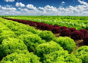 Credit constraints, price volatility cloud agribusiness outlook