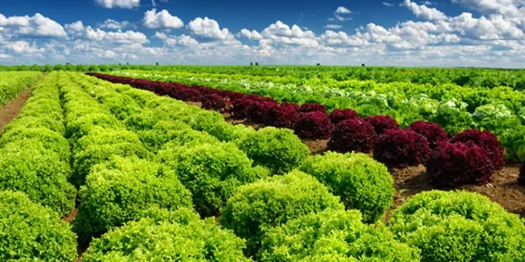 Credit constraints, price volatility cloud agribusiness outlook