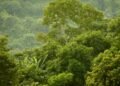 Nigeria’s forests: The next frontier for economic diversification