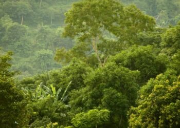 Nigeria’s forests: The next frontier for economic diversification