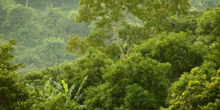 Nigeria’s forests: The next frontier for economic diversification