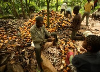 Cross River’s Ikom economy takes hit from global cocoa price swing