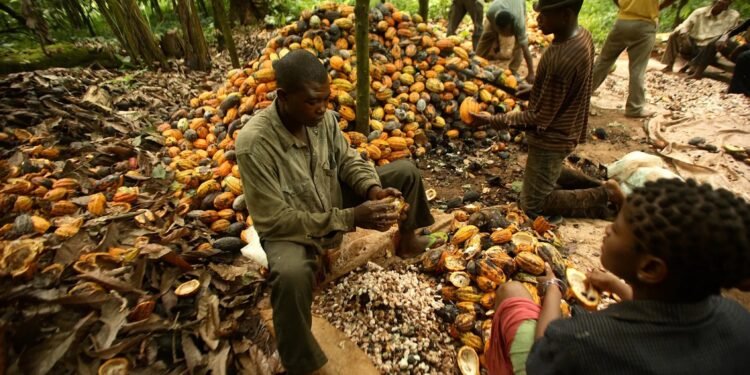 Cross River’s Ikom economy takes hit from global cocoa price swing