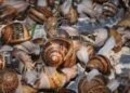 Global market expansion positions snail farming as new export opportunity