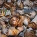 Global market expansion positions snail farming as new export opportunity