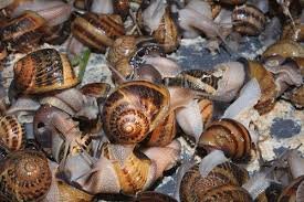 Global market expansion positions snail farming as new export opportunity