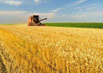 Record global cereal harvest offers relief for Nigeria’s grain import bill