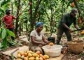 Cocoa farmers lose hope in LID as $147bn gap persists