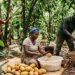 Cocoa farmers lose hope in LID as $147bn gap persists