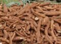 Climate change threatens Nigeria, Africa’s cassava production