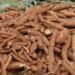 Climate change threatens Nigeria, Africa’s cassava production