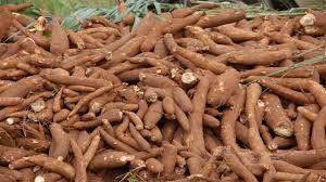 Climate change threatens Nigeria, Africa’s cassava production