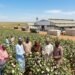 GM cotton suspension triggers regulatory tension in biotech sector