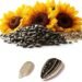 Nigeria’s sunflower boom risks becoming another raw commodity trap