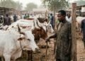 Nigeria lags global beef industry boom despite 20.9 million cattle base