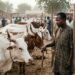 Nigeria lags global beef industry boom despite 20.9 million cattle base