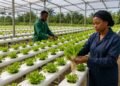 Hydroponic farming
