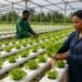 Hydroponic farming