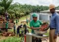 Nigeria's $600m palm oil import bill reveals a bigger investment opportunity