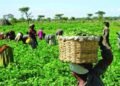 The economics of agroecology in Nigeria's food security drive 