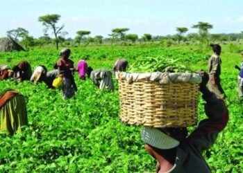 The economics of agroecology in Nigeria's food security drive 
