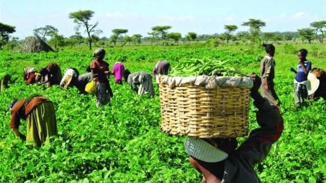 The economics of agroecology in Nigeria's food security drive 