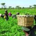 The economics of agroecology in Nigeria's food security drive 