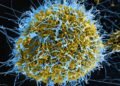 Ebolavirus vaccine nears African clinical trials as Gavi commits $7m more funding