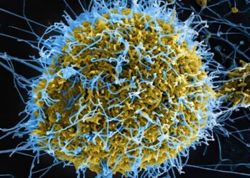 Ebolavirus vaccine nears African clinical trials as Gavi commits $7m more funding