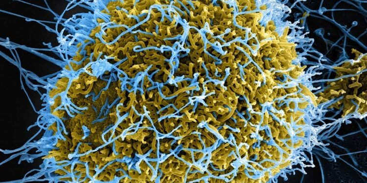 Ebolavirus vaccine nears African clinical trials as Gavi commits $7m more funding