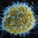 Ebolavirus vaccine nears African clinical trials as Gavi commits $7m more funding