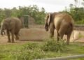 Plateau puts N6.25bn Jos Wildlife Park concession on investment track
