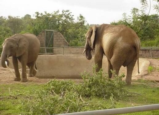 Plateau puts N6.25bn Jos Wildlife Park concession on investment track
