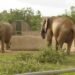Plateau puts N6.25bn Jos Wildlife Park concession on investment track