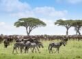 African Parks’ $4.6m deal tests a new way of paying for nature