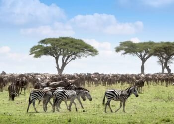 African Parks’ $4.6m deal tests a new way of paying for nature