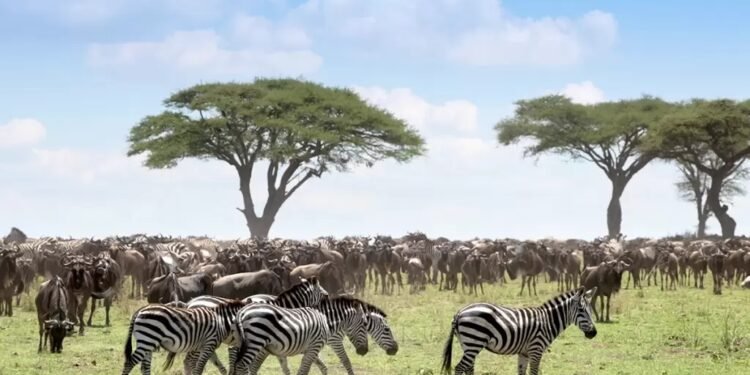 African Parks’ $4.6m deal tests a new way of paying for nature