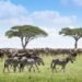 African Parks’ $4.6m deal tests a new way of paying for nature