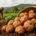 Frafra potato: The indigenous crop hunting for a commercial breakthrough 