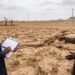 Land degradation threatens returns on Nigeria’s agricultural investments 
